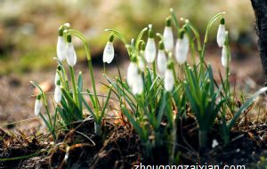 未来一个星期 桃花爆棚的生肖 遇见真爱甜蜜且幸福