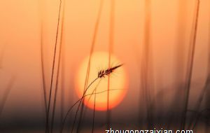 2022年虎年运势好的生肖 天喜星入命喜气临门