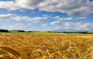 虎年桃花绽放 依旧想念 浪漫牵手真爱的三大属相