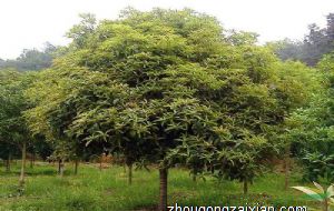 本命年结婚为什么不好 有什么说法