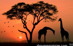 不会分享 喜欢吃独食的生肖