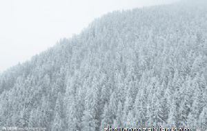 绅士作风 十分尊重女性的生肖男
