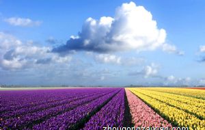 属猪的人在家中不能做什么 风水禁忌有哪些