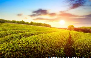 属猴男生快要表白前的表现