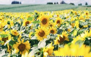 属蛇女人如何对付不重视你的丈夫