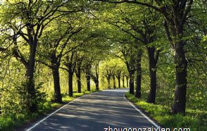 属虎什么颜色车最吉利 开什么颜色的车最好