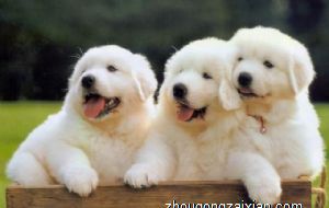 属狗2022年运势及运程