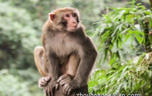 属猴2022年运势及运程