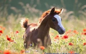 属马2022年运势及运程