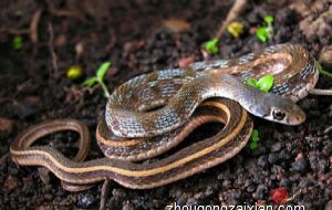 属蛇2022年运势及运程