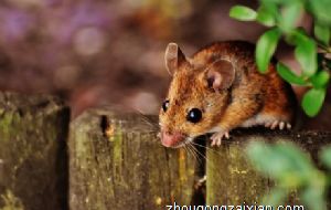 属鼠2022年运势及运程