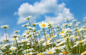 2022年生肖猴冲太岁怎么化解 有什么方法