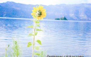 福运连连属兔人 2022年会受福运眷顾的生肖