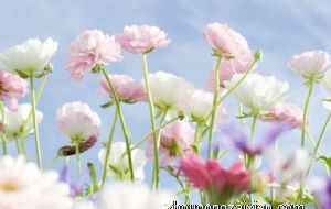 哪一个生肖在2022年桃花运势最好呢 当之无愧生肖猴