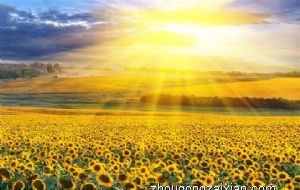 2022年属鸡狗犯太岁是什么意思，如何化解