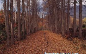 生孩子牛尾好还是虎头好 属虎命运分析