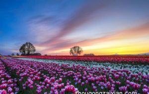 2022年是哪个生肖的本命年 桃花凋零