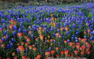 属虎本命年可以生孩子吗 一喜挡三灾