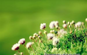 属马人一辈子的克星是哪个生肖 属猪人在其中