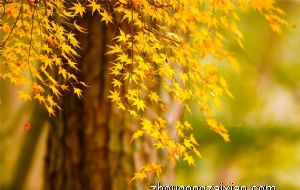 属虎出生月命运详解 属虎每个月运势2022年