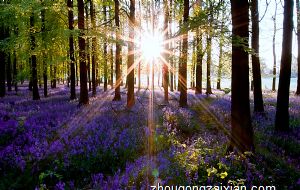 属虎的上等婚配 与哪几个属相是天生一对