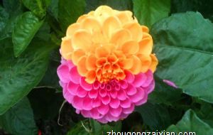 2021年属鼠人工作事宜变动吗 今年事业运如何