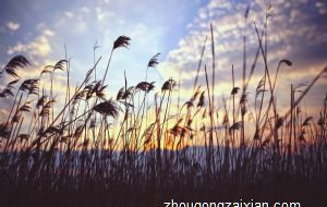 2022年龙的幸运色是什么 紫色旺事业