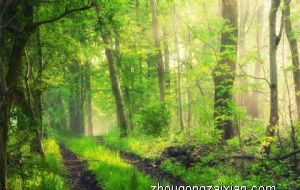 2021年属龙十一月运势分析 财运平稳感情顺利