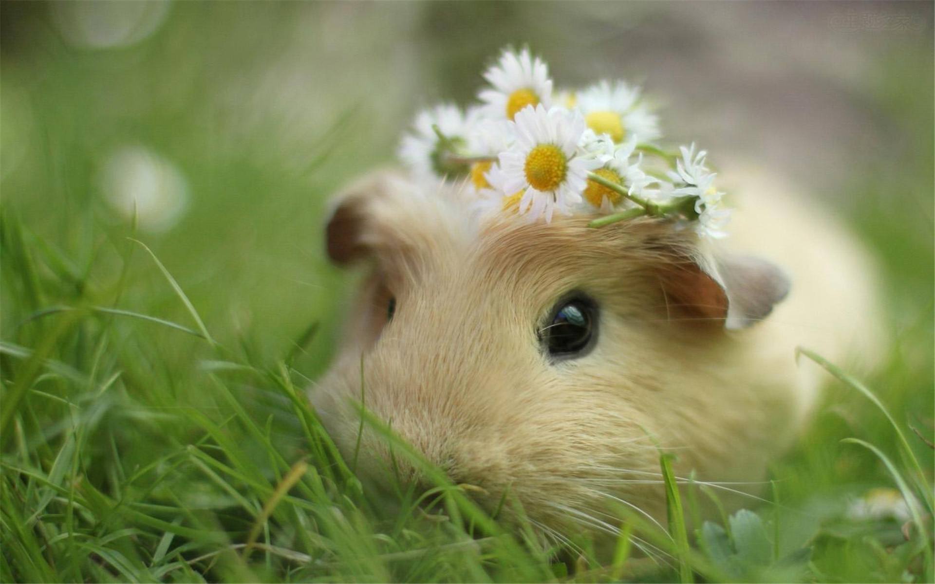 属鼠2020年运势及运程