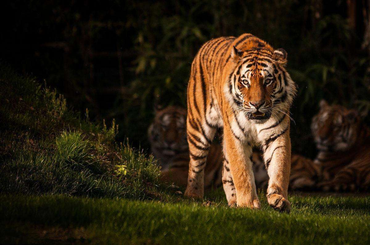 属虎2020年运势及运程