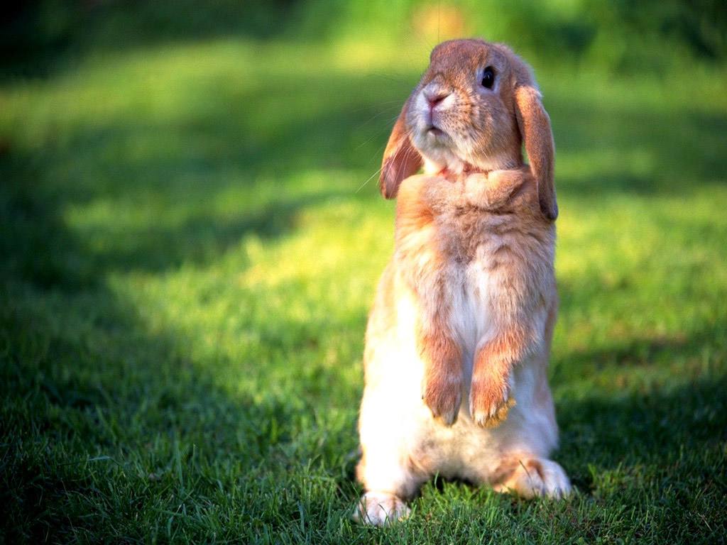 属兔2020年运势及运程