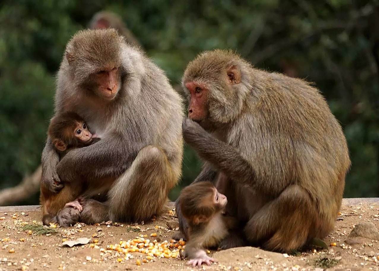 属猴2020年运势及运程