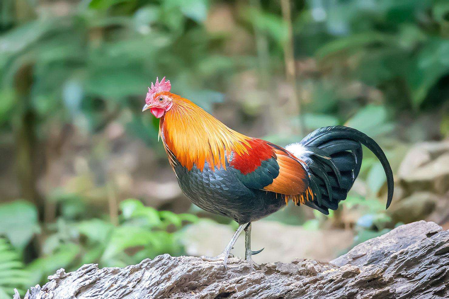 属鸡2020年运势及运程