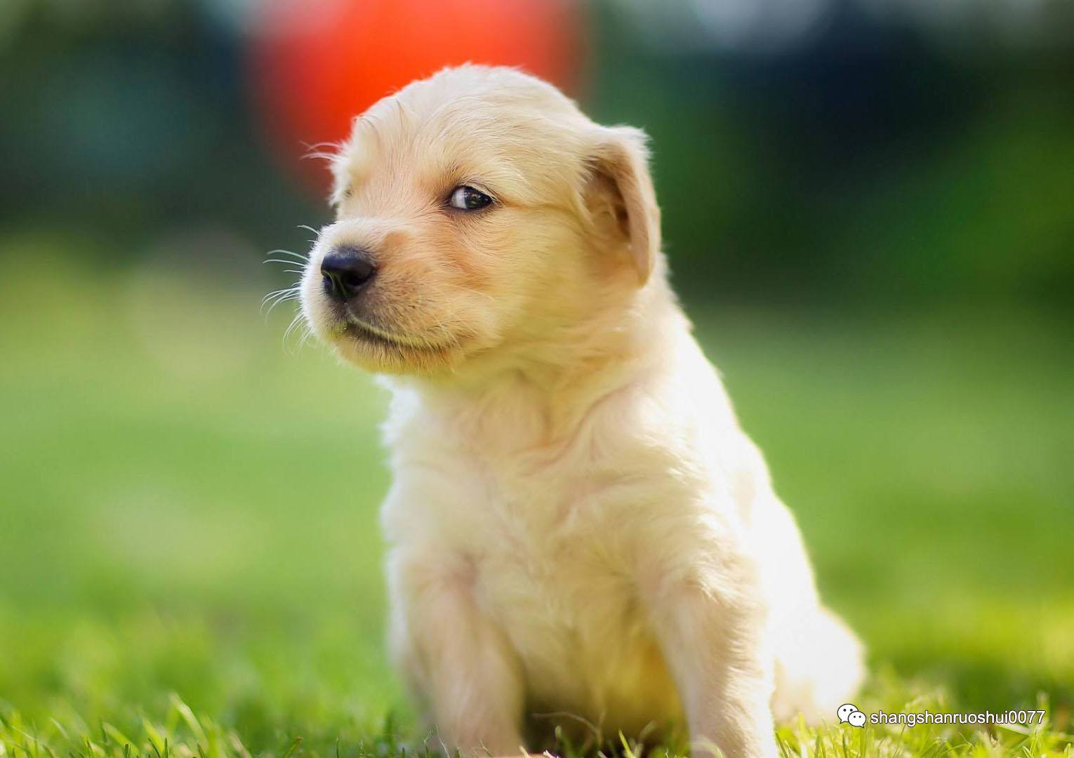 属狗2020年运势及运程