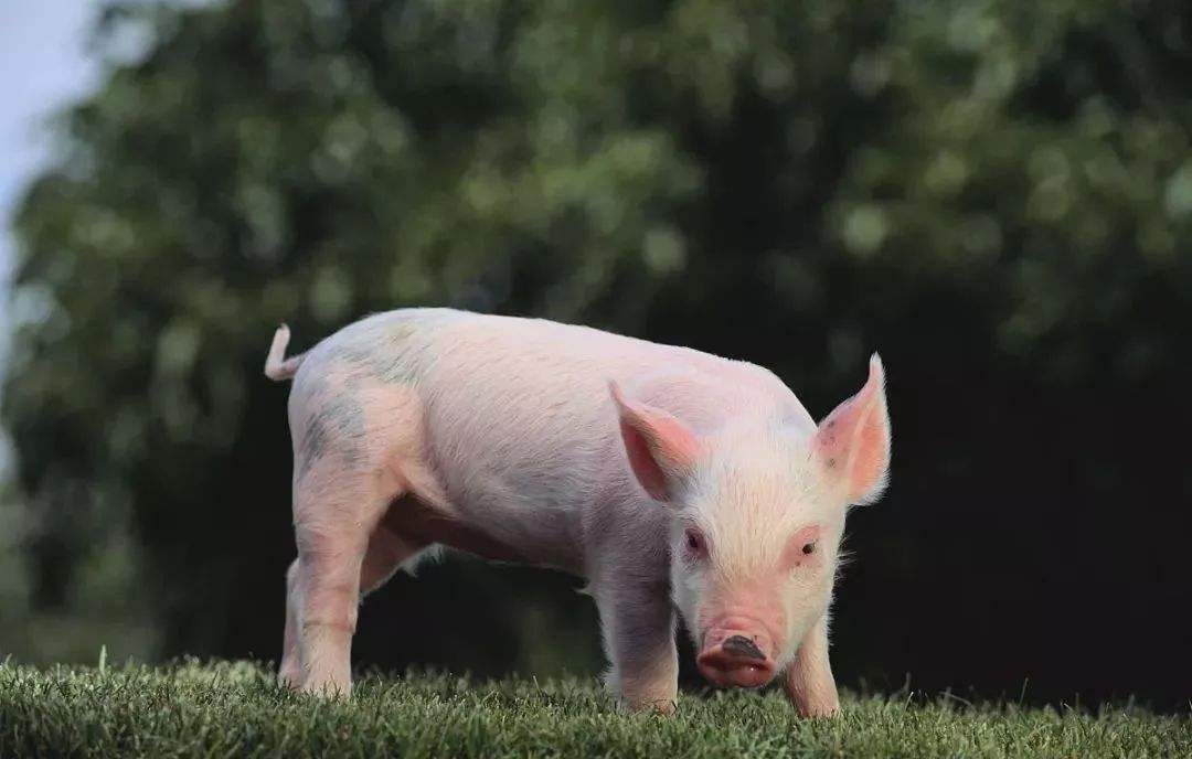 属猪2020年运势及运程