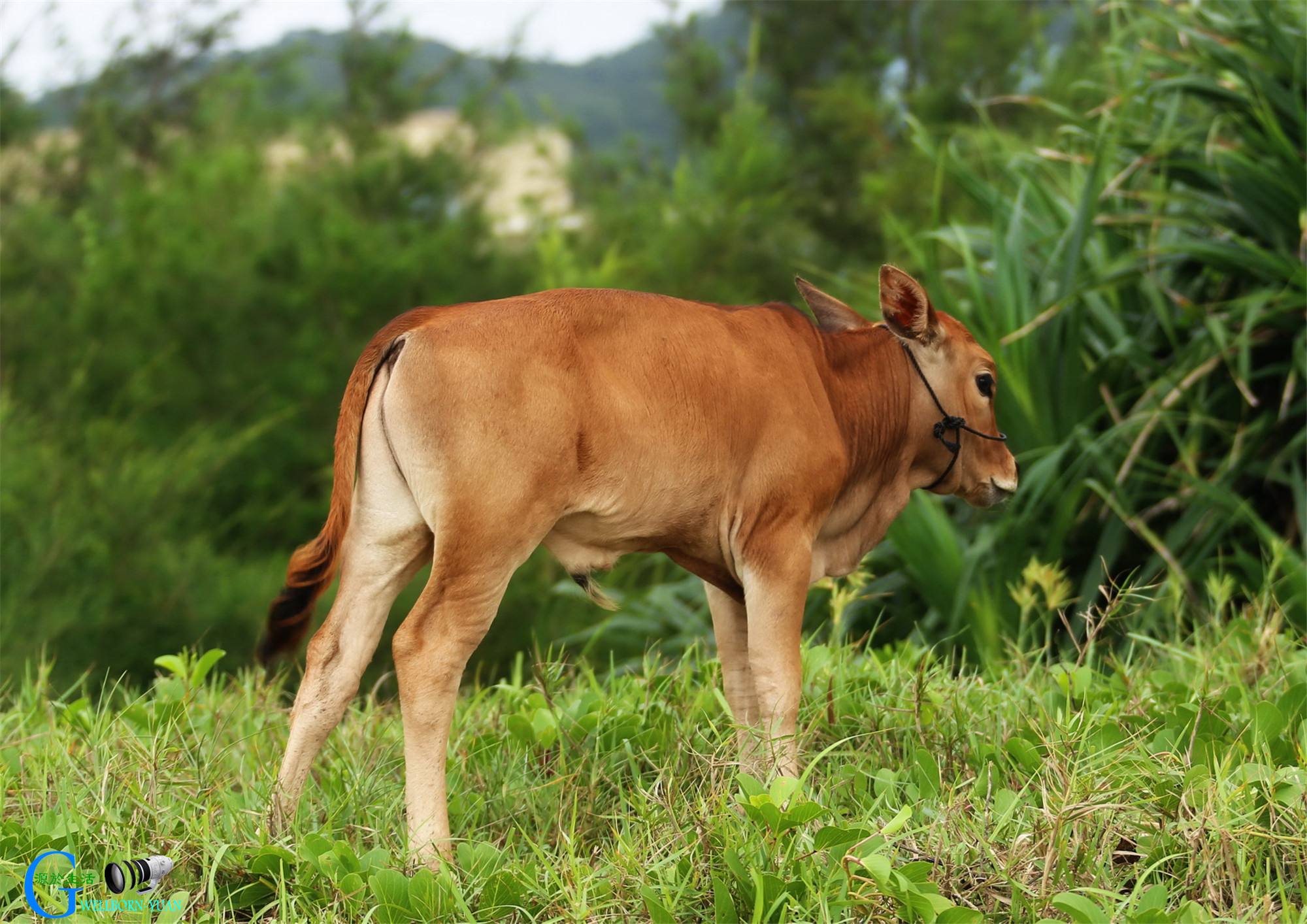 属牛2021年运势及运程