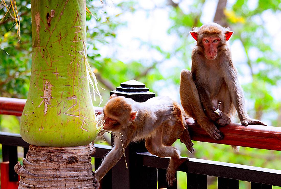 属猴2021年运势及运程