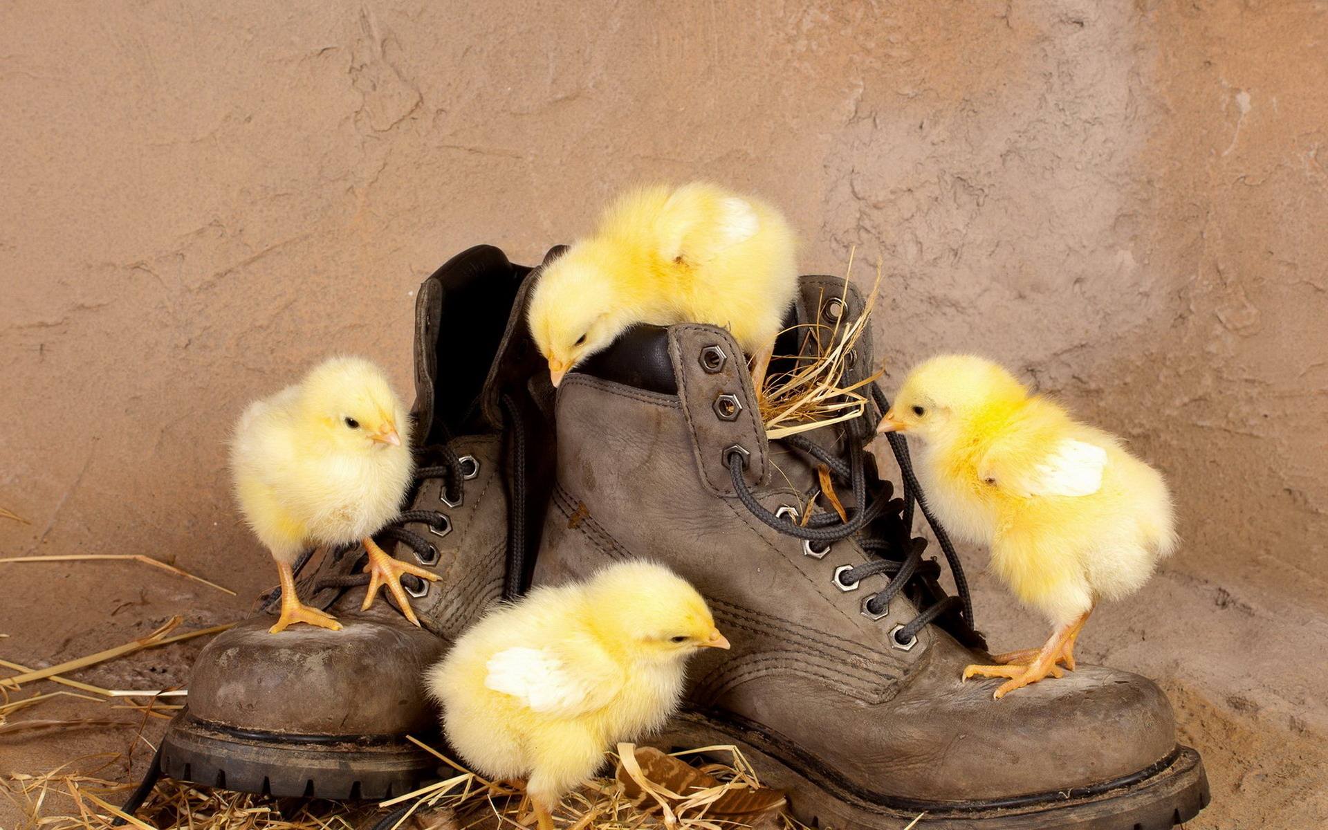 属鸡2021年运势及运程