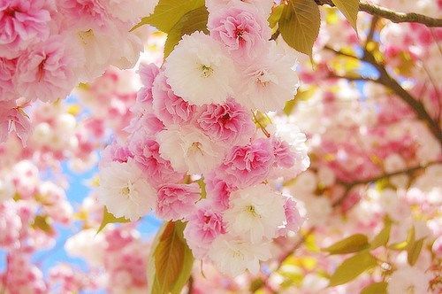 2022年属蛇的结婚大利月 属蛇结婚利月是几月