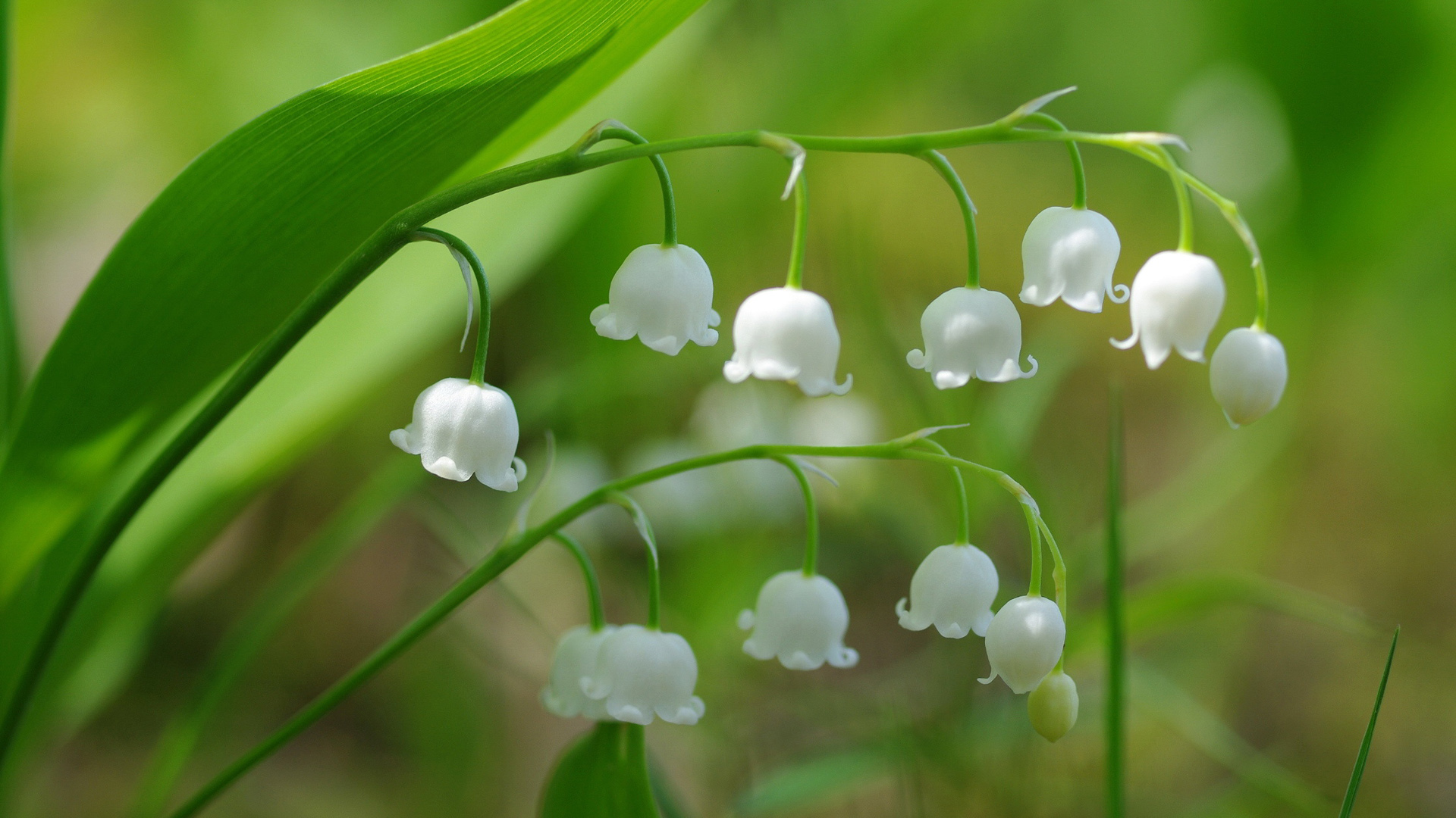 婚后有富婆命生肖女 富贵满门福旺三代