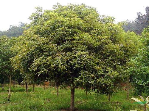 属兔2022年谁都躲不过的劫难 行事要小心