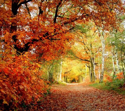 属蛇男生快要表白前的表现