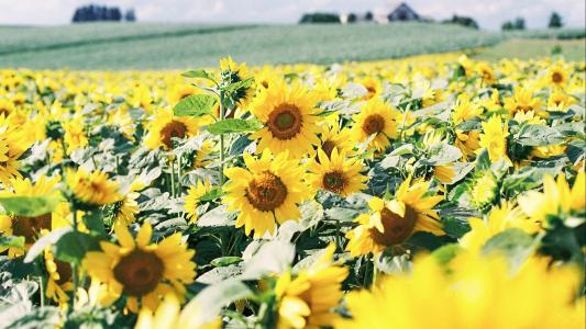 属蛇女人如何对付不重视你的丈夫
