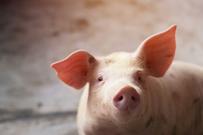 属猪2022年运势及运程