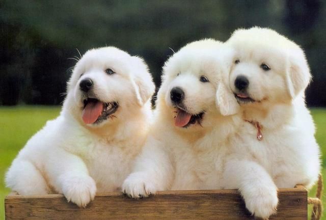 属狗2022年运势及运程