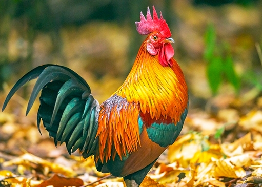 属鸡2022年运势及运程