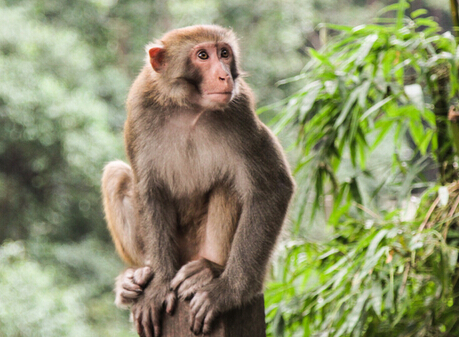 属猴2022年运势及运程