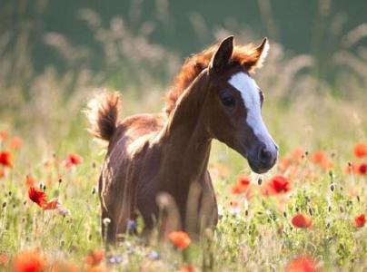 属马2022年运势及运程
