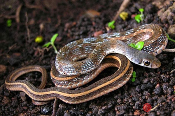 属蛇2022年运势及运程