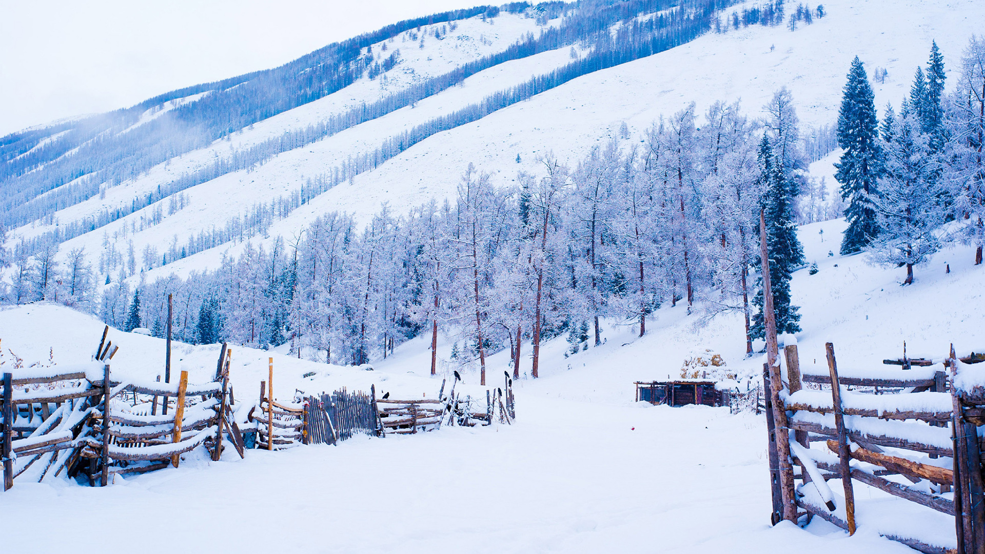 属鼠今年2021年下半年运势 